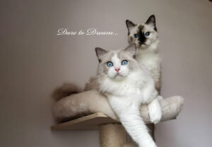 IMG 20200923 140702 287