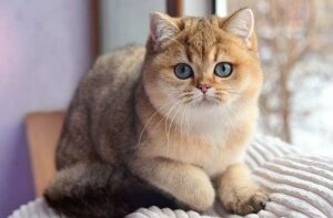 Koshka Zolotaya shinshilla 2 640x420 1