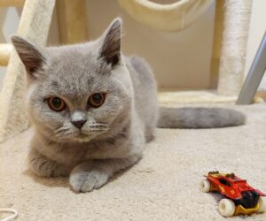 Fidelis Anima scaled e1650538623234