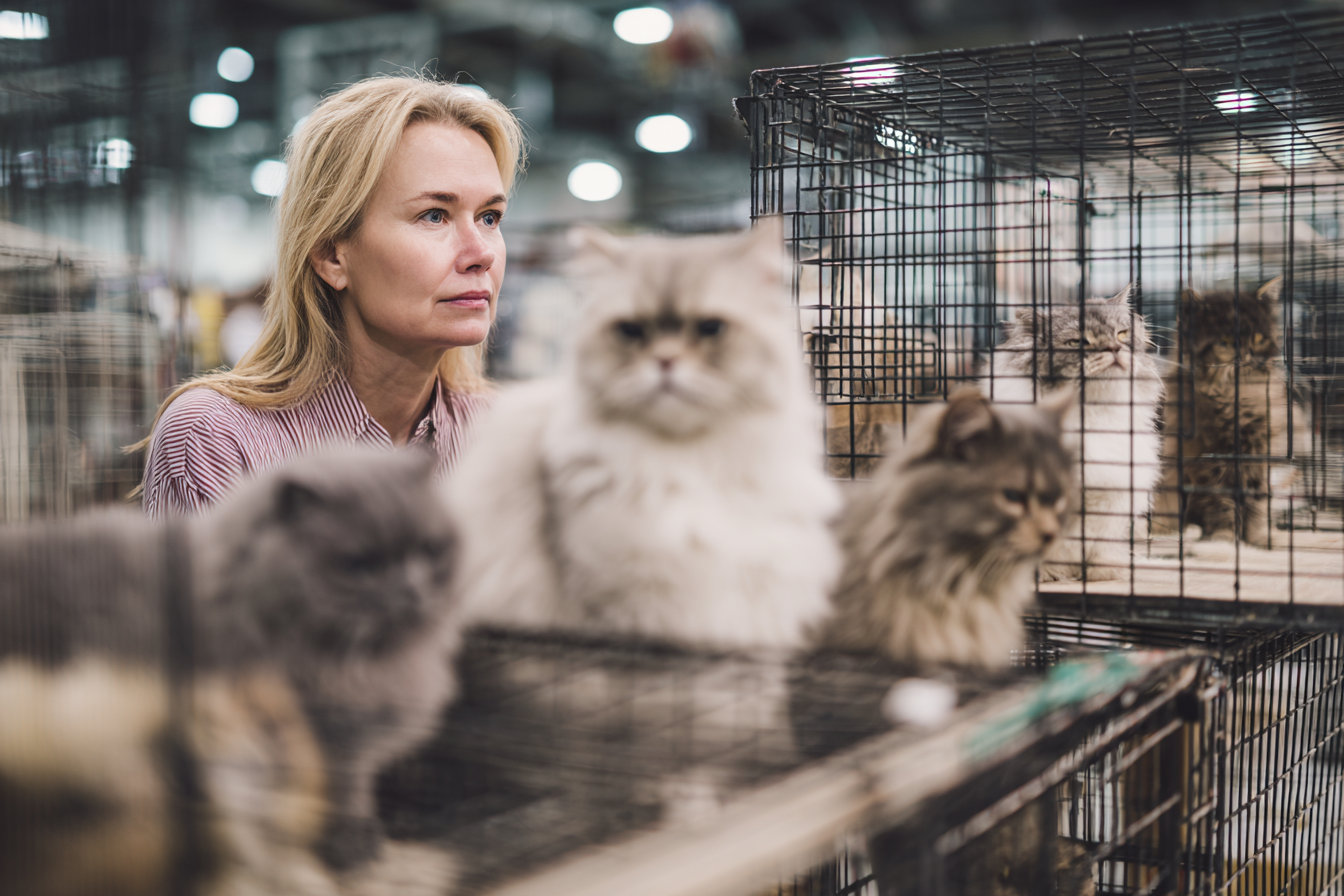 Moderation Versus Trend in Breed Interpretation Balanced cat contrasted with background figure, representing familiarity and shifting interpretation of breed standards