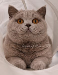 Light of Dawn za stranicu